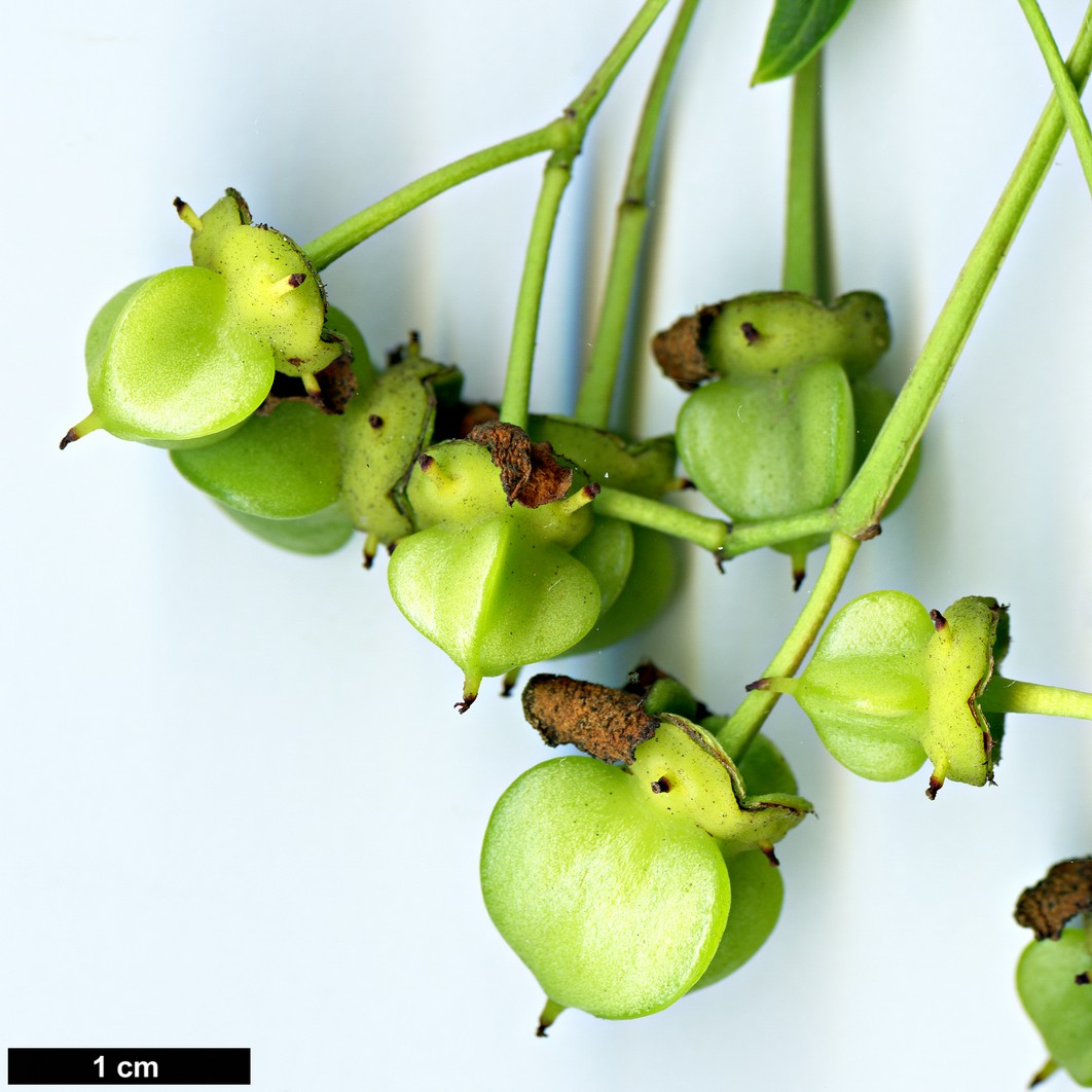 High resolution image: Family: Celastraceae - Genus: Euonymus - Taxon: grandiflorus - SpeciesSub: f. salicifolius High resolution image: Family: Celastraceae - Genus: Euonymus - Taxon: grandiflorus - SpeciesSub: f. salicifolius